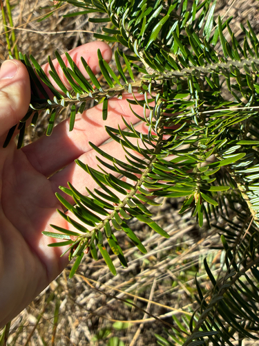 Abies nordmanniana, 2026-10-03