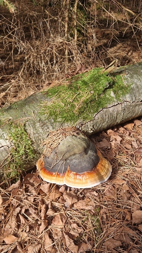 Red-banded Polypore