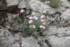 Convolvulus calvertii