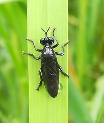 Dioctria atricapilla