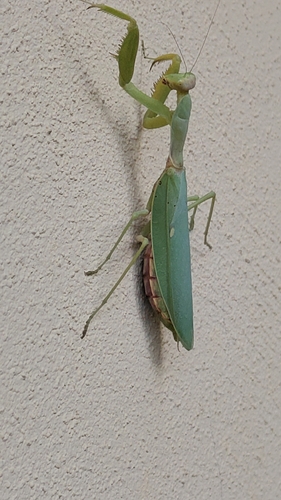 Transcaucasian Giant Mantis