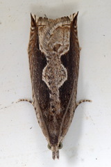 Ancylis geminana