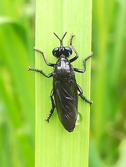 Dioctria atricapilla