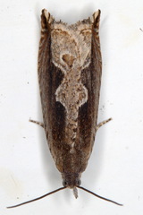 Ancylis geminana