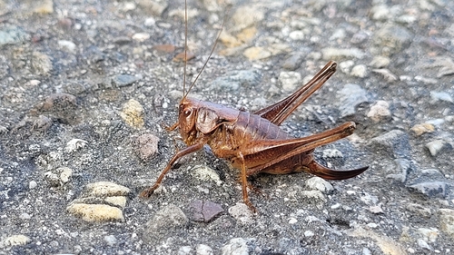 Dark Bush-cricket