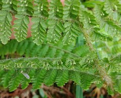 Dryopteris peranema