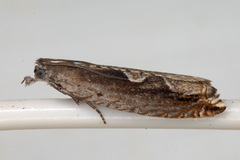 Ancylis geminana