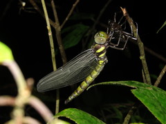 Polycanthagyna erythromelas