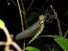 Polycanthagyna erythromelas