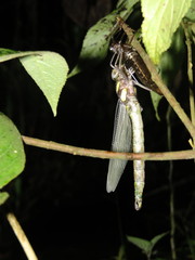 Polycanthagyna erythromelas