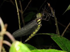 Polycanthagyna erythromelas