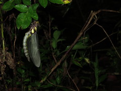 Polycanthagyna erythromelas