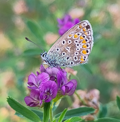 Common Blue