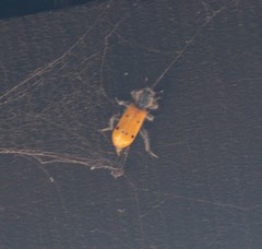 Trichodes octopunctatus