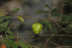 Annona globiflora