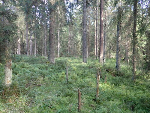 Sphagnum quinquefarium observed 2026-09-30