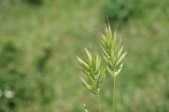 Bromus scoparius