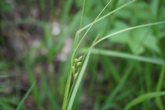 Carex phyllostachys