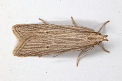 Helcystogramma lineolella
