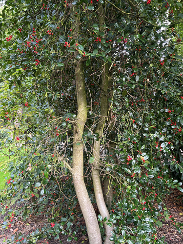 European holly