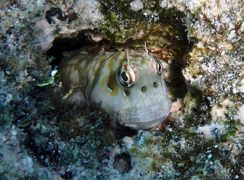Blenniella paula observed 2026-10-02