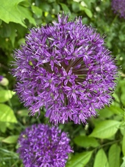 Allium giganteum