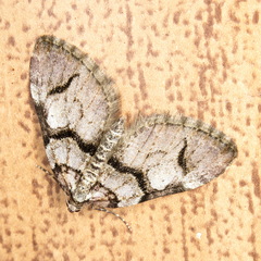 Anticlea derivata