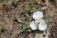 Convolvulus lineatus