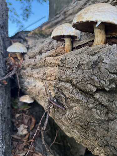 Destructive Pholiota