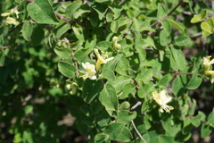 Lonicera iberica