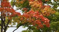 Acer platanoides