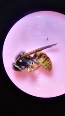 Vespula germanica