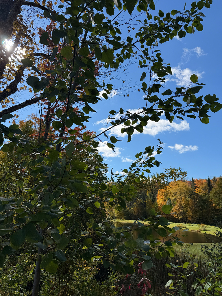 Past green aspen leaves, woods of gold and orange ring a small pond under a blue sky.