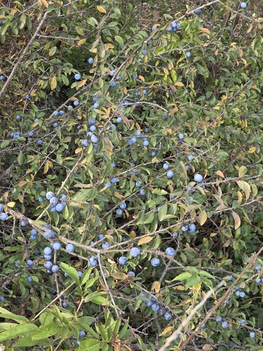 Blackthorn