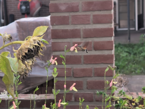 Eurasian Hummingbird Hawkmoth