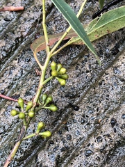 Eucalyptus smithii