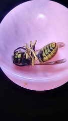 Vespula germanica