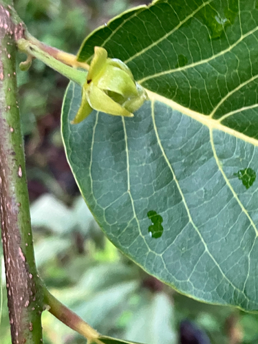Cananga odorata observed 2026-10-03