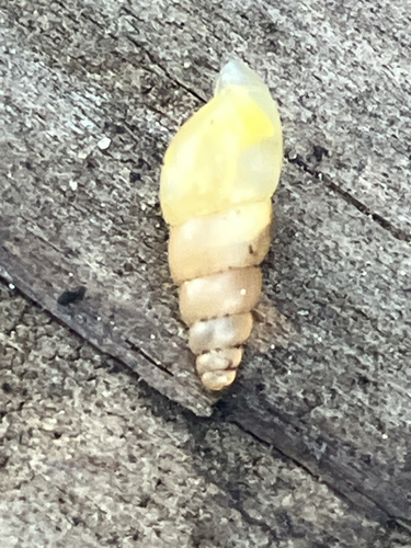 Allopeas gracile observed 2026-10-03