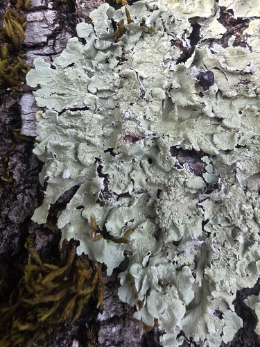 common greenshield lichen