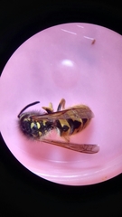 Vespula germanica