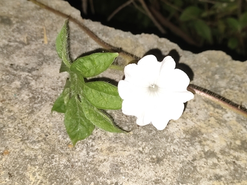Ipomoea pes-tigridis observed 2026-10-03