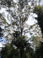 Eucalyptus smithii