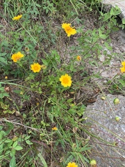 Coreopsis nuecensis
