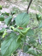 Rhagonycha fulvaliena