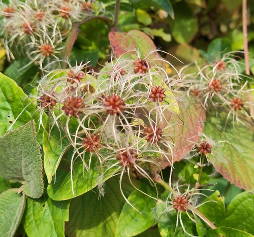 Old man's beard