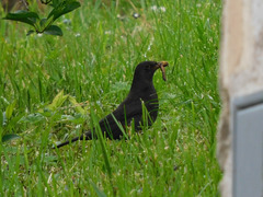 Turdus merula
