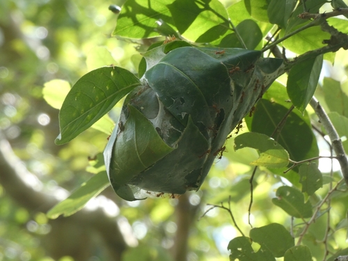 Oecophylla longinoda