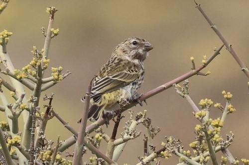 iNaturalist image