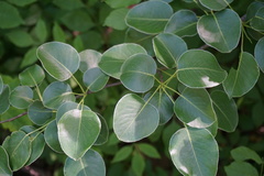 Pyrus communis caucasica